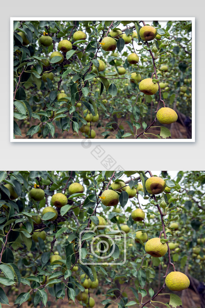 梨树结果生长摄影图片