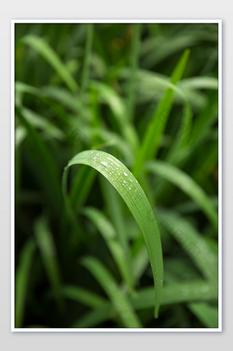 夏日小草露珠片