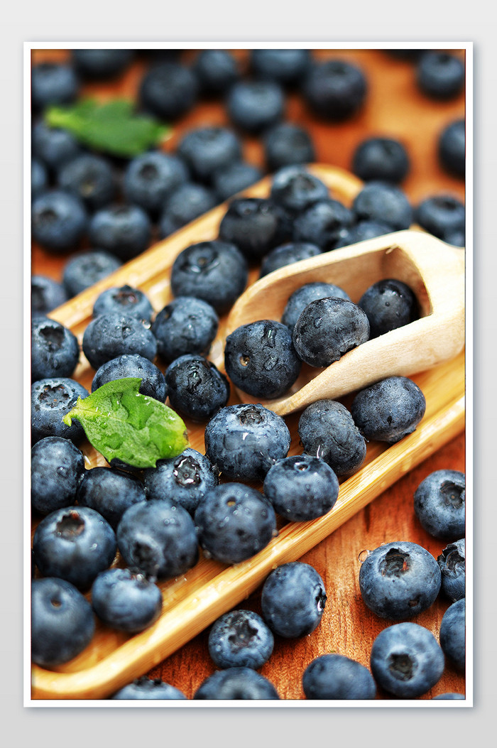 新鲜现摘蓝莓水果图片
