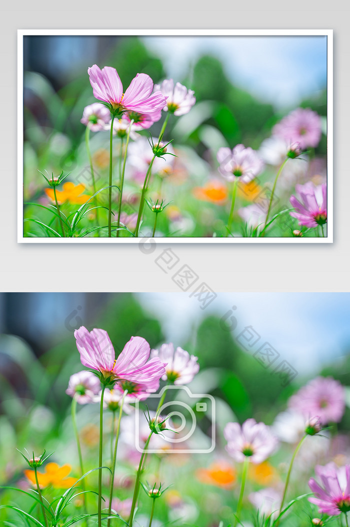 夏日夏天清爽小清新明朗花卉花朵高摄影图图片图片