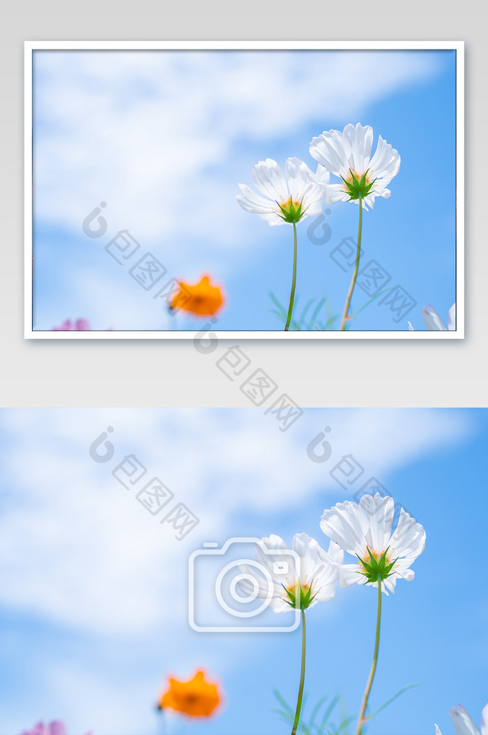 蓝天夏天花朵白色花卉艳丽清爽清摄影图