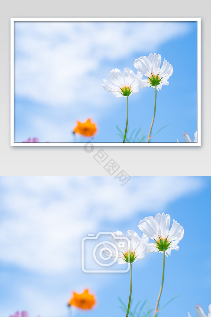 蓝天夏天花朵白色花卉艳丽清爽清摄影图图片