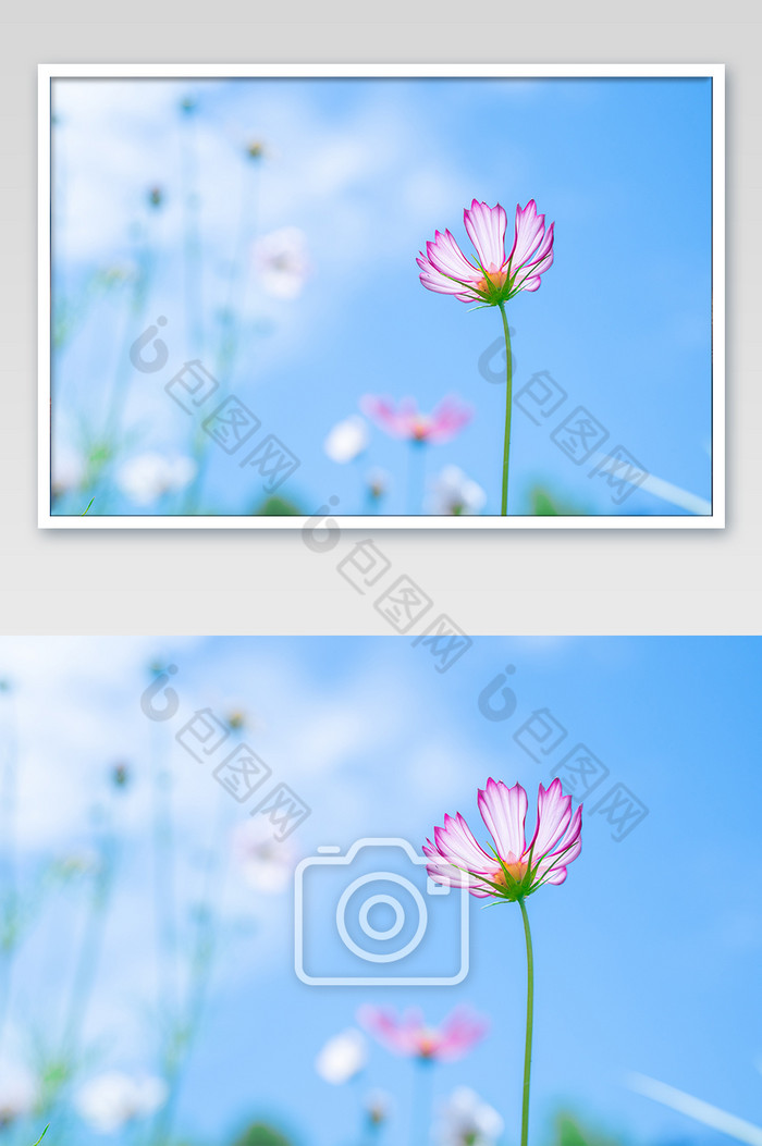 夏日夏天清爽小清新明朗花卉蓝天摄影图图片图片