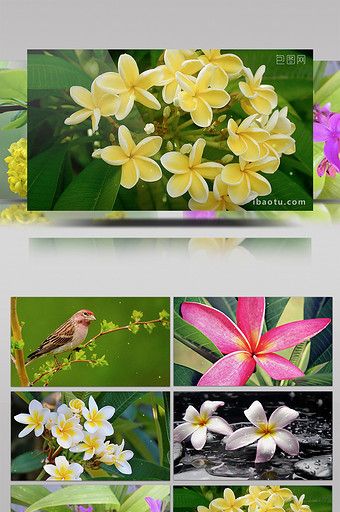 实拍森林美丽花朵小鸟景色视频素材图片