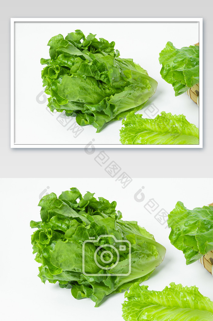 绿色生菜有机蔬菜摄影图
