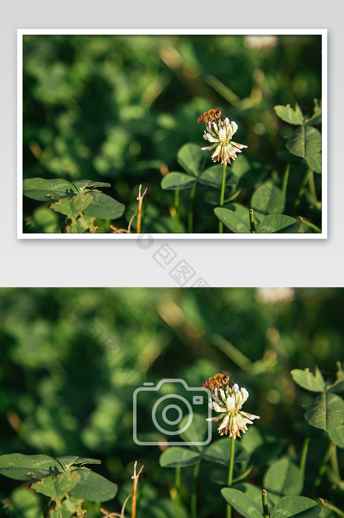 蜜蜂花朵清新摄影图