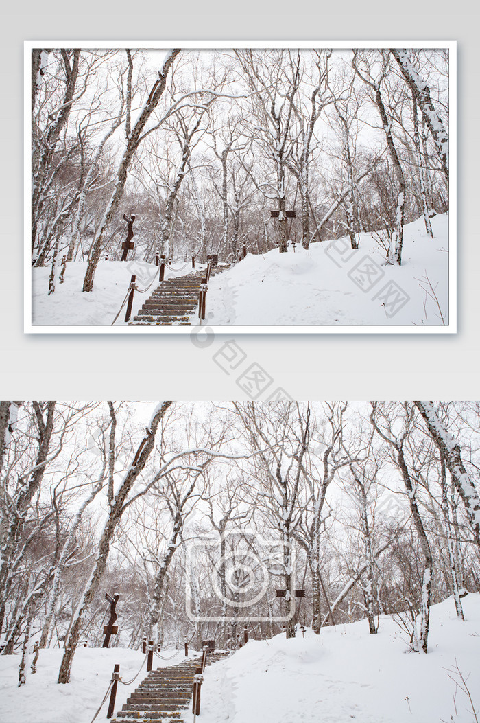 冬季原始森林暴雪图片