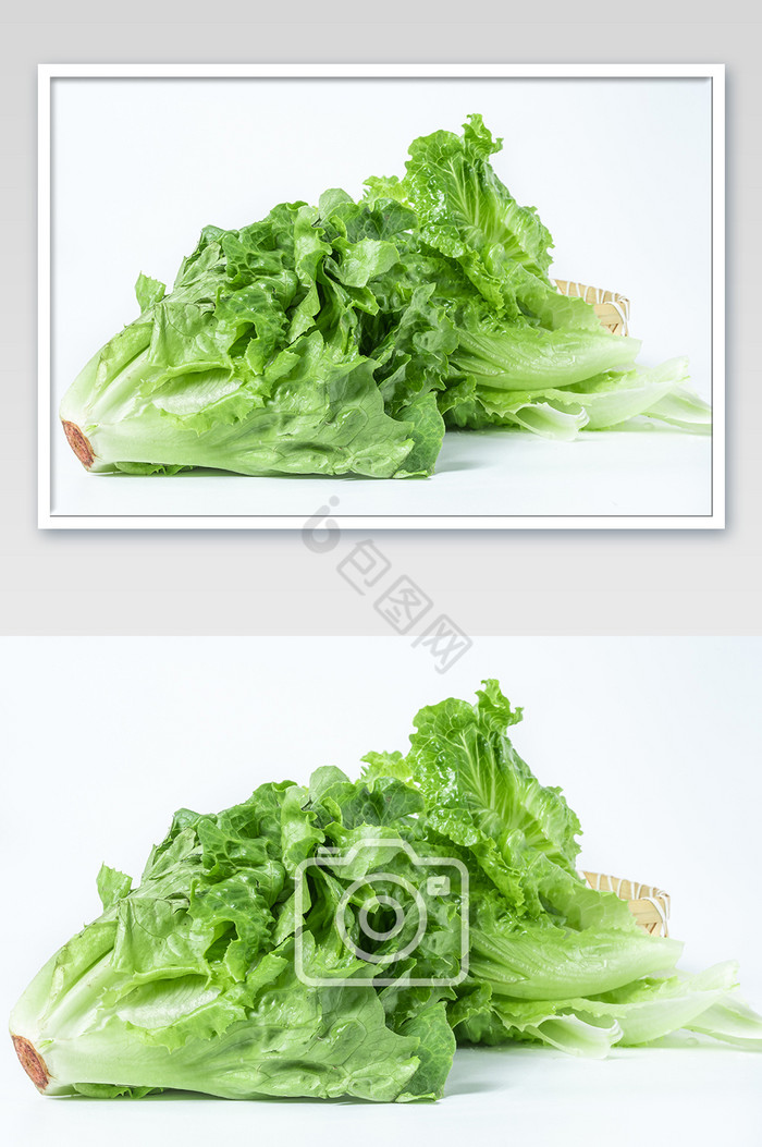 绿色有机食品生菜有机蔬菜白色背景摄影图片
