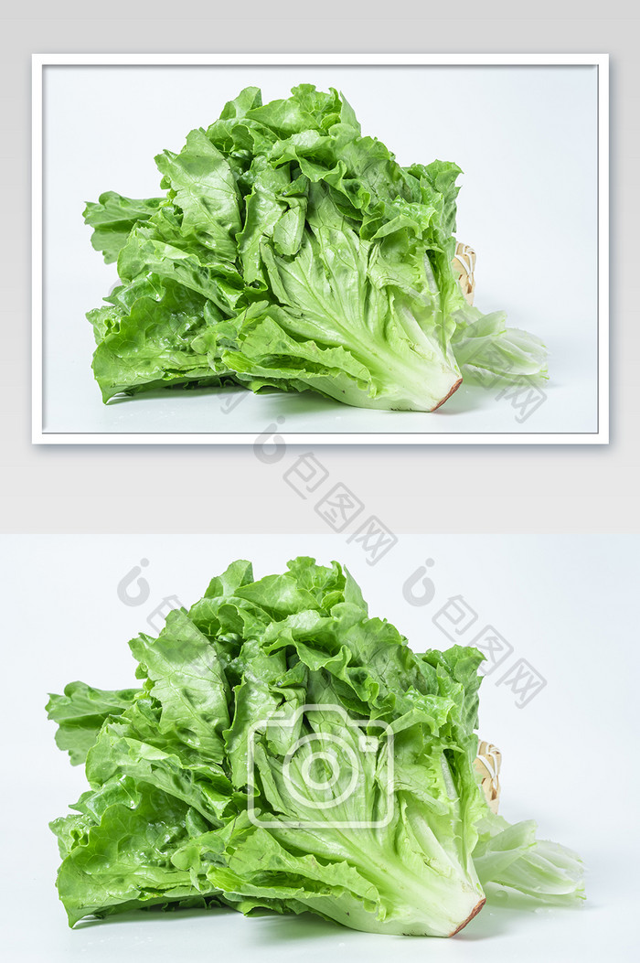 绿色生菜有机蔬菜白底摄影图