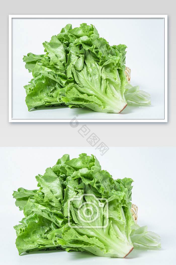 绿色生菜有机蔬菜白底摄影图图片