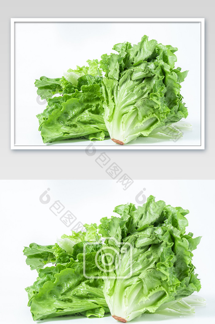 绿色生菜有机蔬菜白底摄影图片