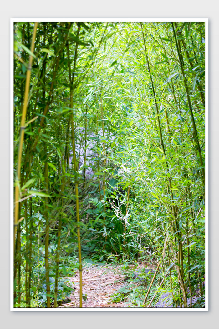 夏日竹林摄影图片