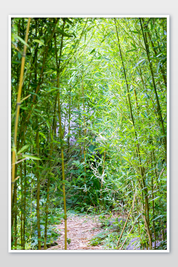 夏日竹林摄影图片