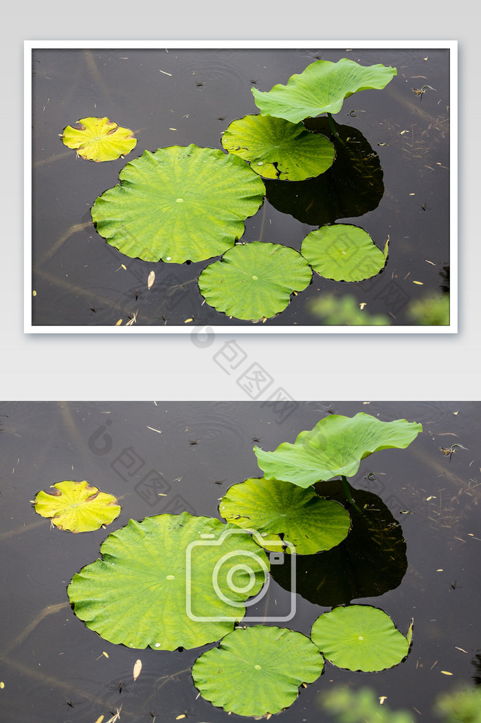唯美池塘-荷叶摄影图片