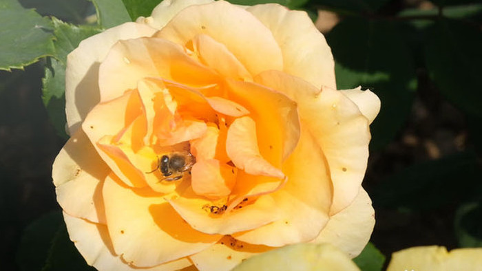 月季花和蜜蜂的故事