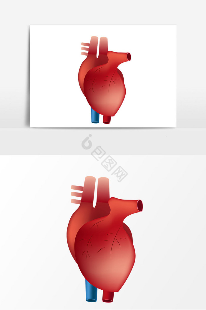 心脏图片
