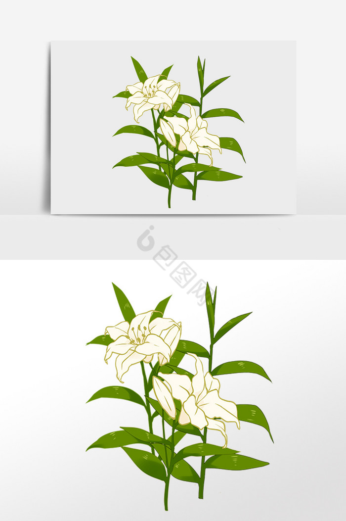 植物花朵百合花插画图片