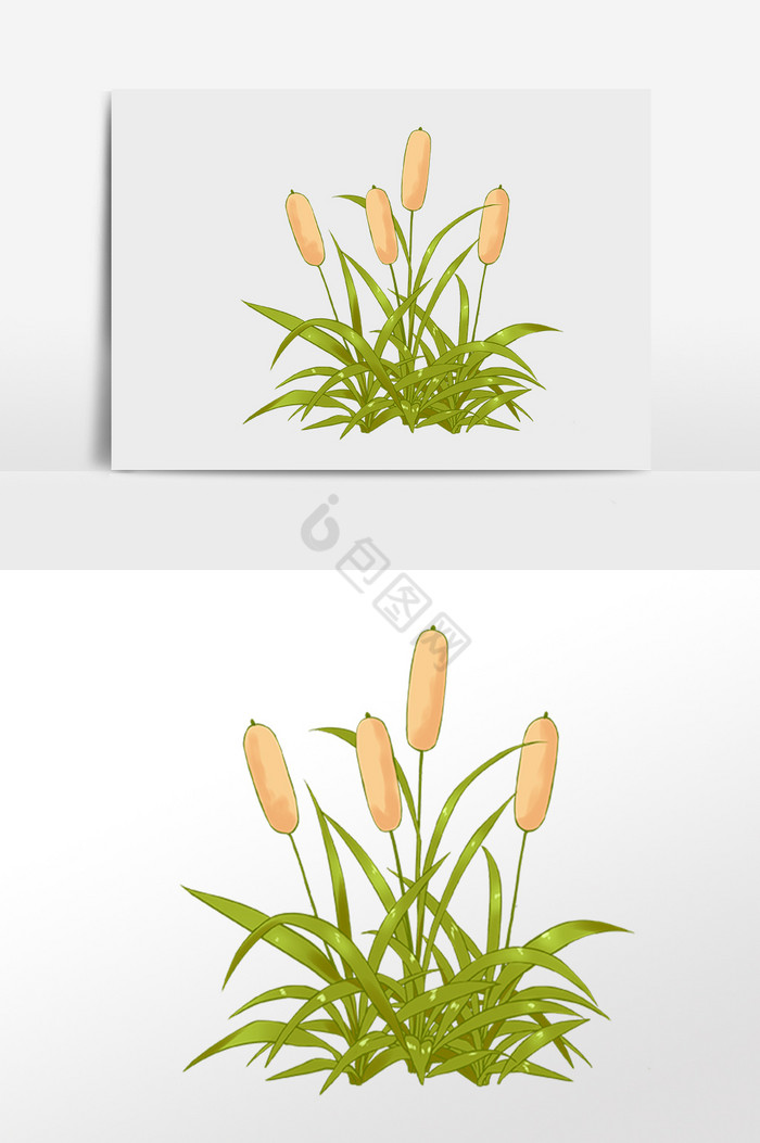 植物花朵花草插画图片