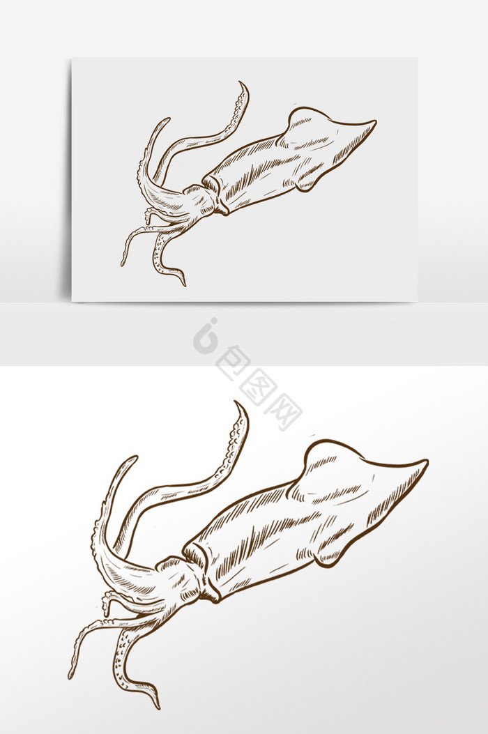 简笔画线描海鲜鱿鱼插画图片