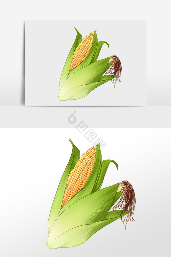 新鲜食品农作物玉米插画图片