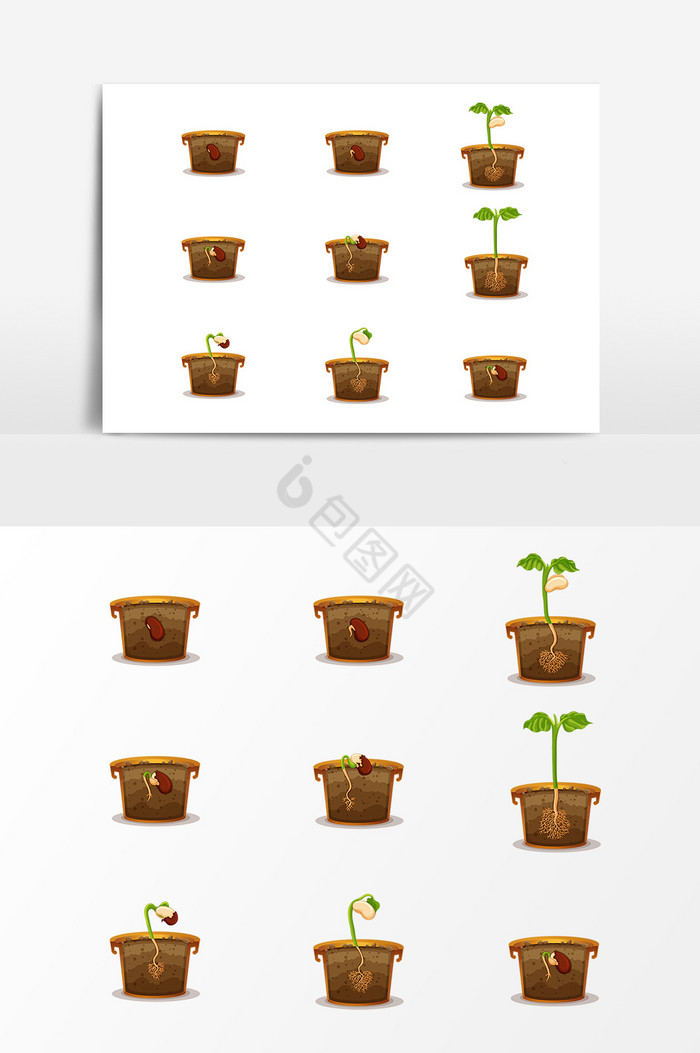 种子成长发芽过程盆栽图片
