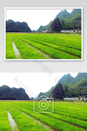 乡村田野绿色秧苗摄影图图片