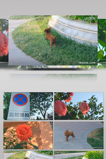 小区 泰迪 宠物 月季花 海棠果监控抓拍图片