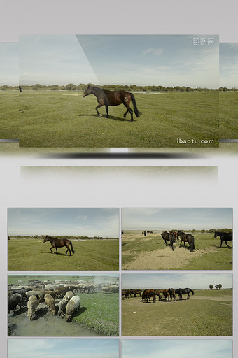 草原上奔跑的马群和羊群图片