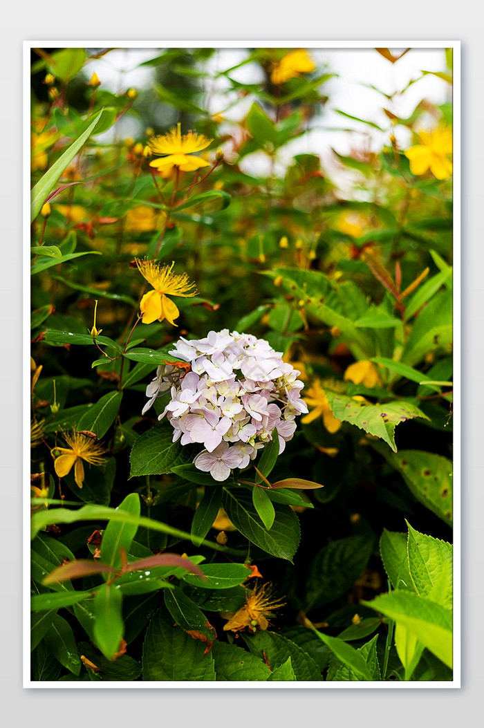 夏季盛开的绣球花摄影图片