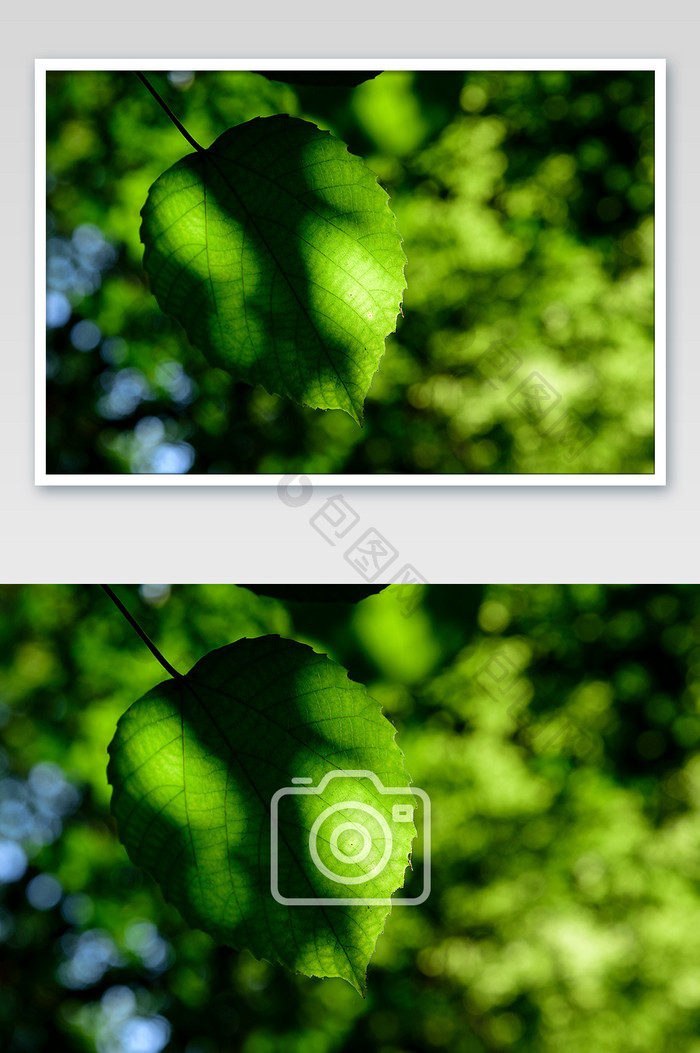 光影斑驳的绿叶风光摄影图片