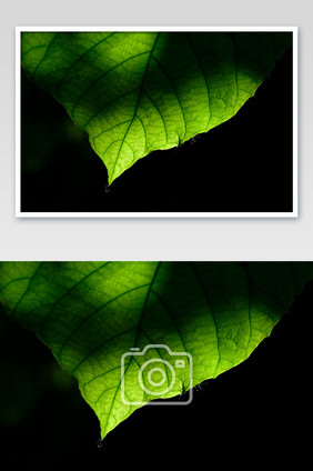 黑色背景脉络清晰的绿色叶子风光摄影图片