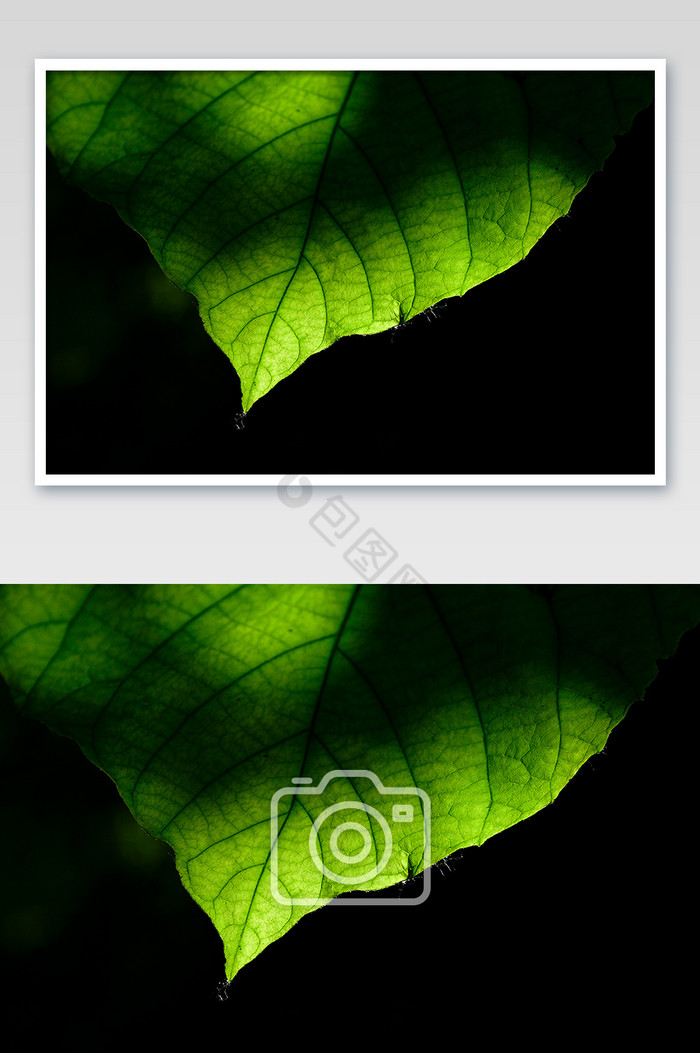 黑色背景脉络清晰的绿色叶子风光摄影图片图片