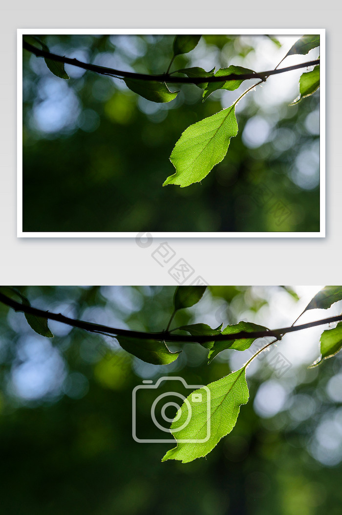光影斑驳的绿色叶子风光摄影图片