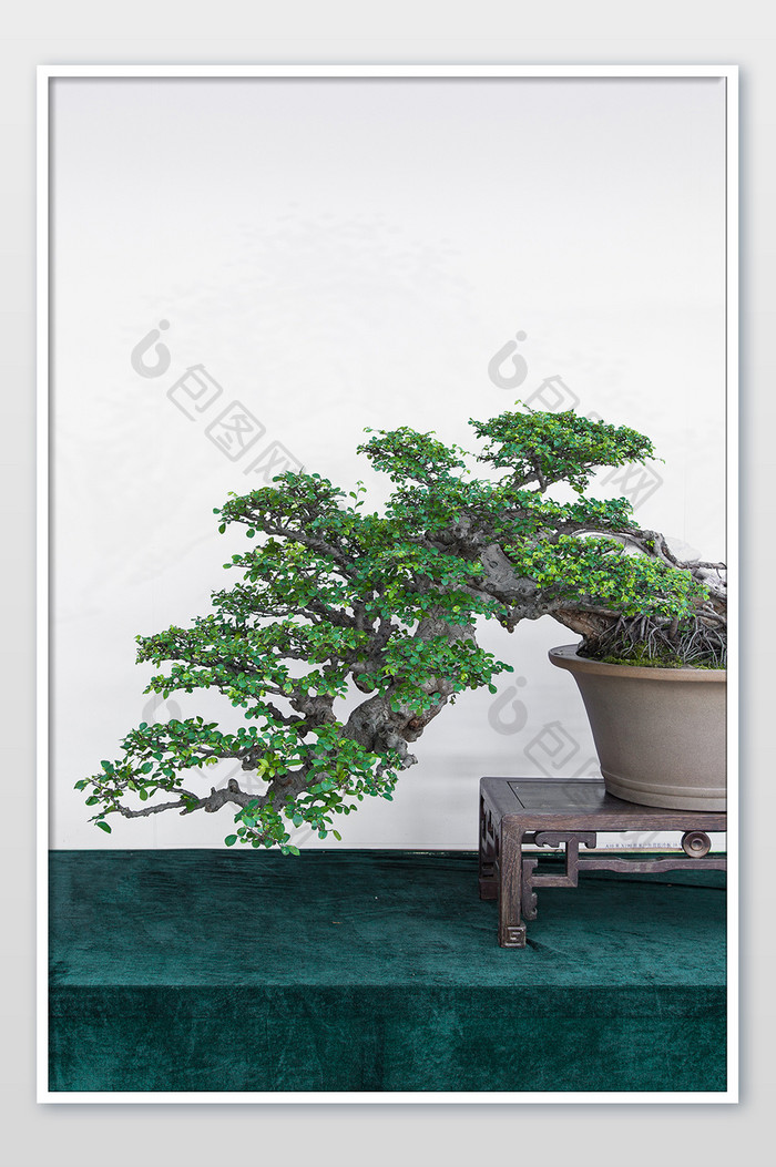 清新苏式盆栽摄影图