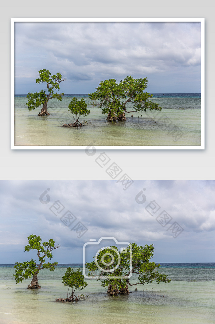 锡基霍尔海中树木摄影图片