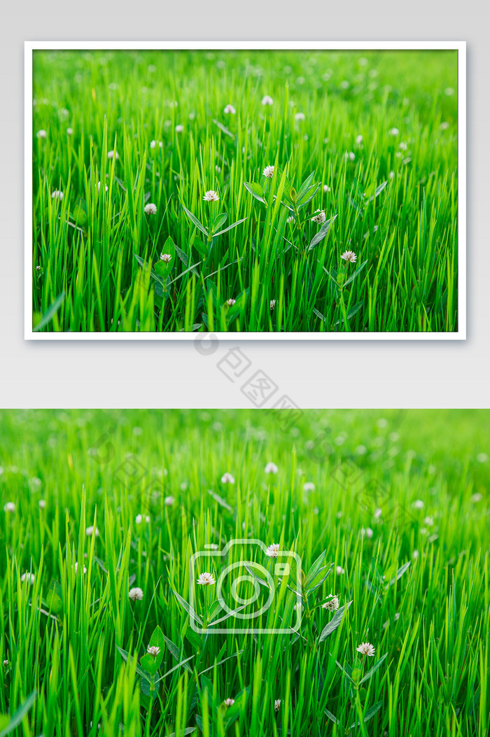 清新绿植物摄影图图片图片