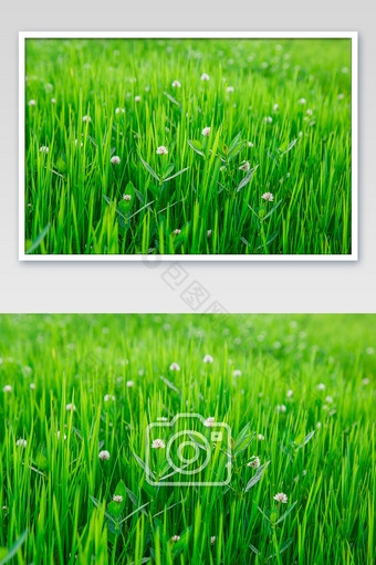 清新绿植物摄影图图片
