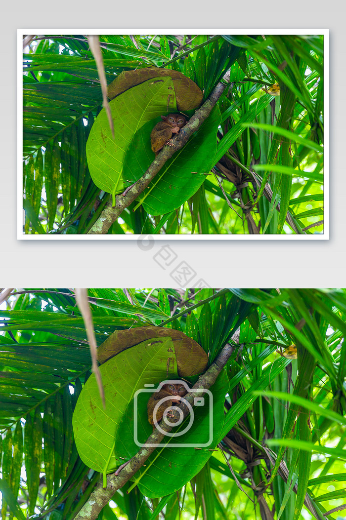 菲律宾眼镜猴摄影图片