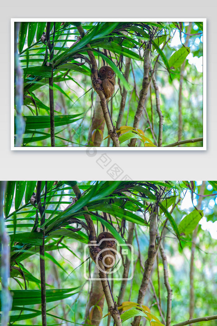菲律宾薄荷岛眼镜猴摄影图片
