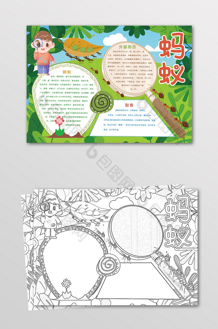 蚂蚁昆虫观察黑白线描小报