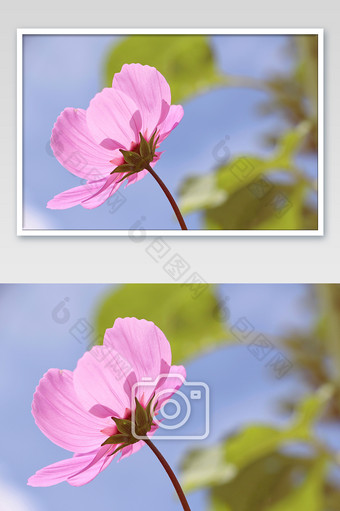 格桑花特写图片 格桑花特写素材 包图网