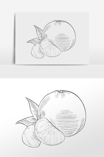 手绘线描素描夏季水果橘子插画图片下载