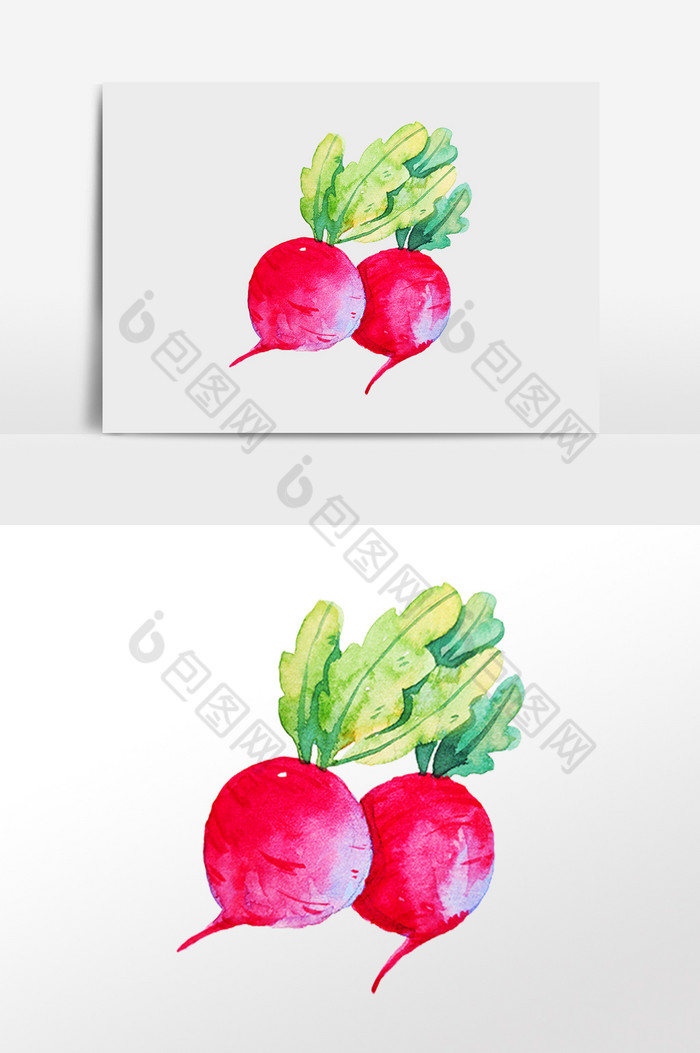 农作物蔬菜水萝卜插画图片图片