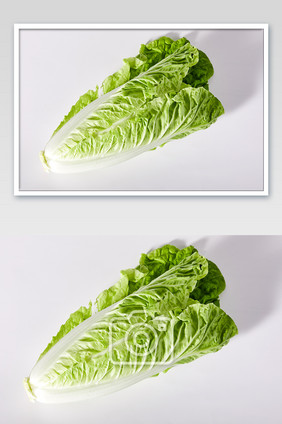 绿色白菜杭白菜白底蔬菜新鲜美食摄影图片