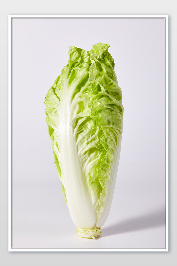 绿色白菜杭白菜白底新鲜蔬菜美食摄影图片