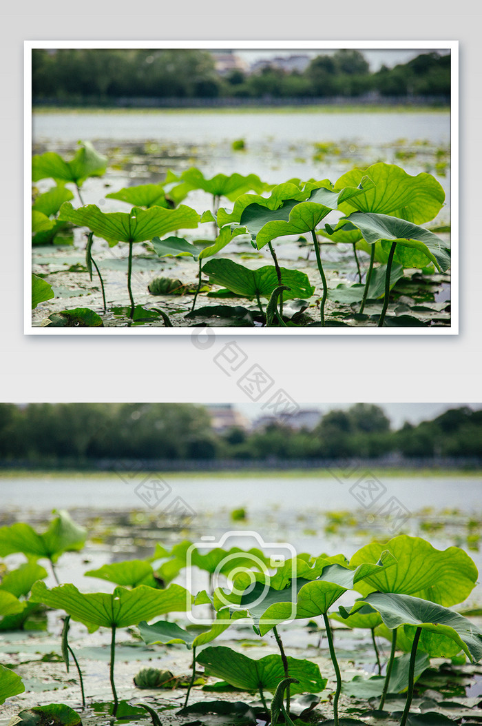 夏季荷叶荷花高清逆光摄影图