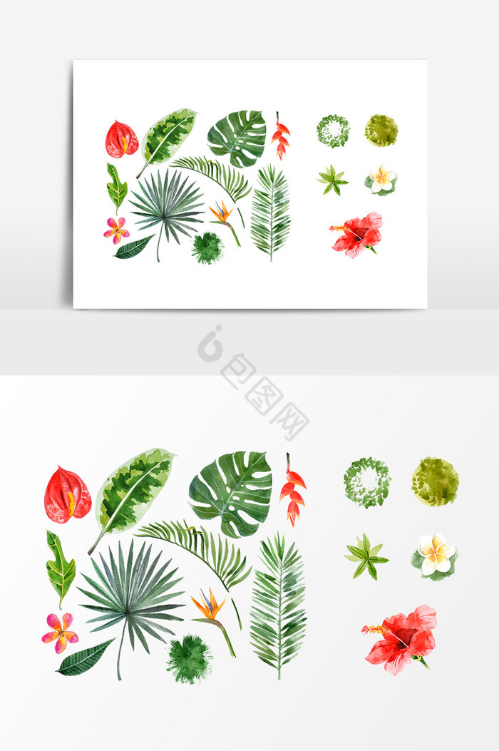 热带植物叶片图片