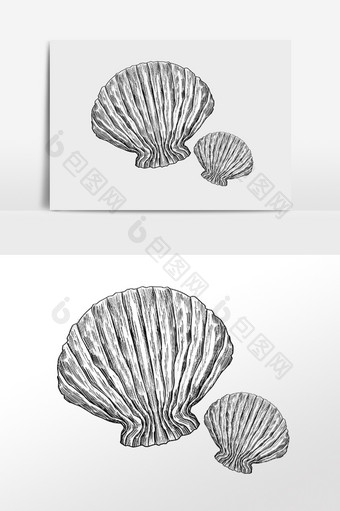 手绘线描素描水生物扇贝插画图片