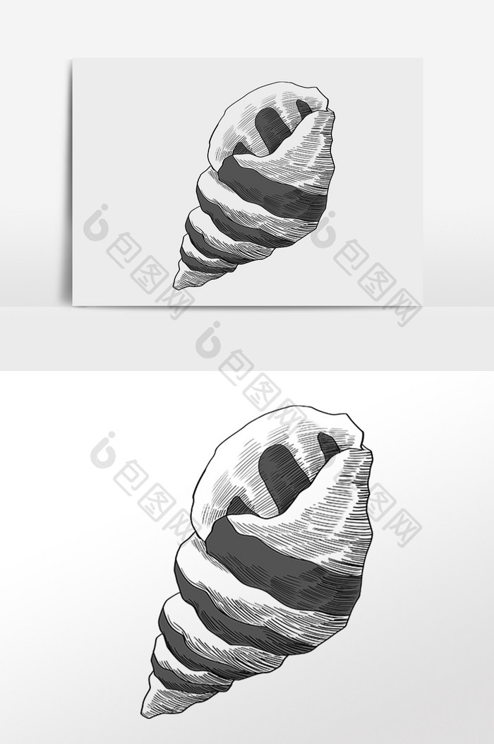手绘线描素描水生物海螺插画