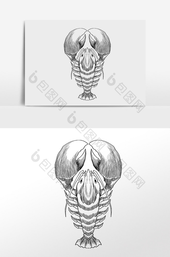 手绘线描素描水生物龙虾插画